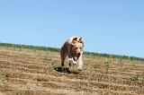 GOLDEN RETRIEVER 085